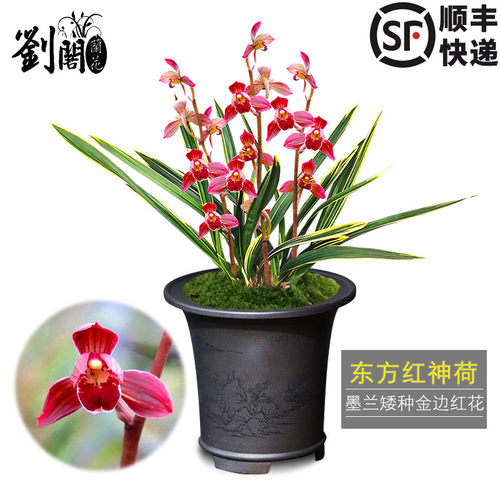 东方红矮种荷瓣花卉盆栽墨兰