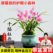 金边矮种兰花苗千焰牡丹室内植物奇花四季 建兰花卉夏带花苞带盆