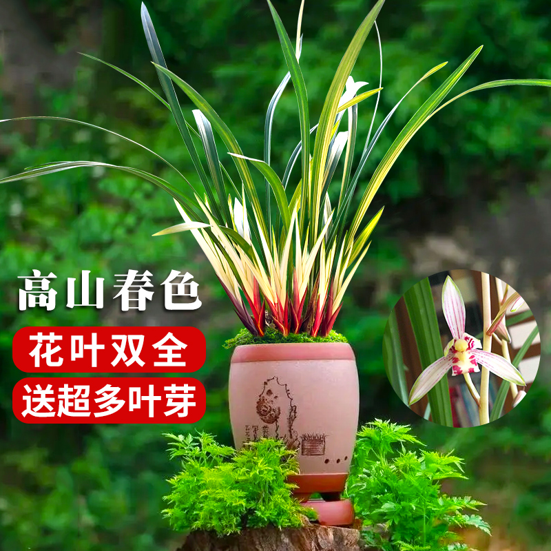 刘阁 建兰花叶双绝高山春色 现带大芽室内花卉绿植兰花盆栽带花苞