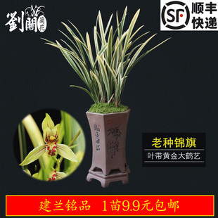 兰花卉盆栽草夏带浓香花苞出售 建兰四季 南靖刘阁兰花苗 老种锦旗