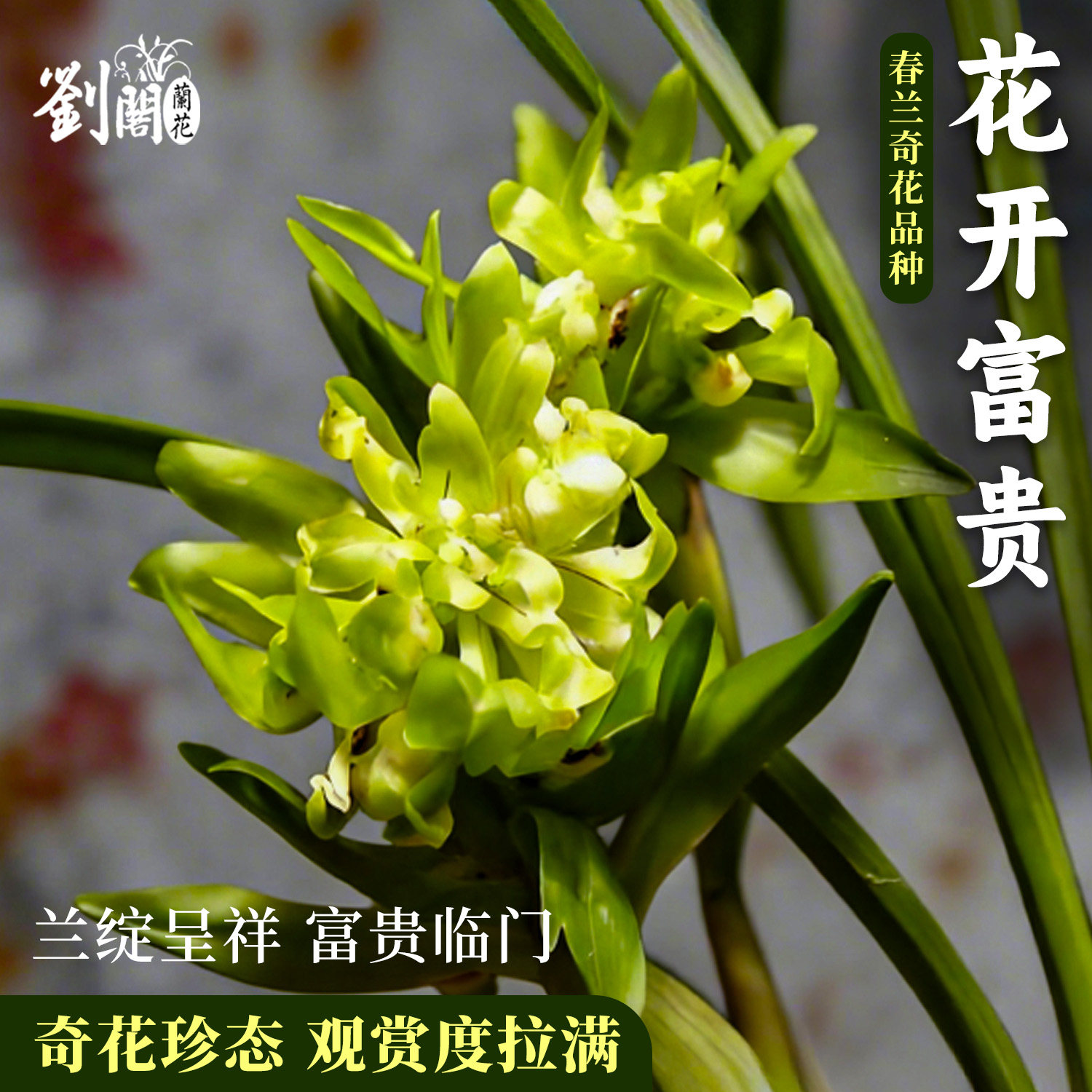 春兰奇花花开富贵带花苞兰花苗盆栽 名品浓香型好养室内花卉绿植,鲜花速递/花卉仿真/绿植园艺,国兰/杂交兰/洋兰类,淘宝优惠券,粉丝福利购,淘宝优惠卷