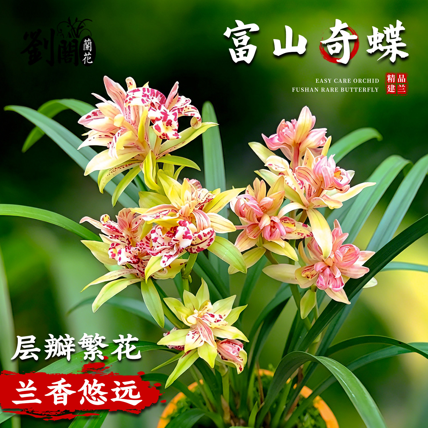 兰花苗建兰富山奇蝶四季兰多瓣蝶花新手好养夏带浓香花苞花卉绿植