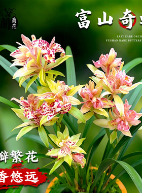 建兰富山奇蝶夏带超多花苞出售