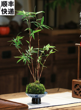 苔藓球植物红杆观音竹米竹红竹水培盆景客厅室内桌面观赏竹子盆栽