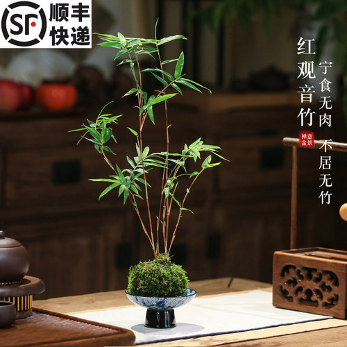 苔藓球红杆观音竹米竹水培盆景
