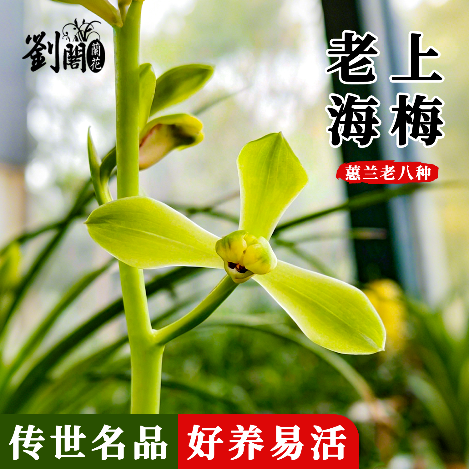 刘阁兰花苗蕙兰老八种之一老上海梅名贵兰花盆栽绿植阳台客厅浓香