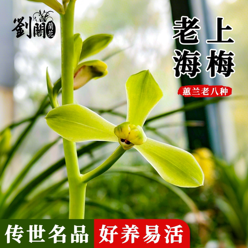 蕙兰老八种老上海梅名贵兰花绿植