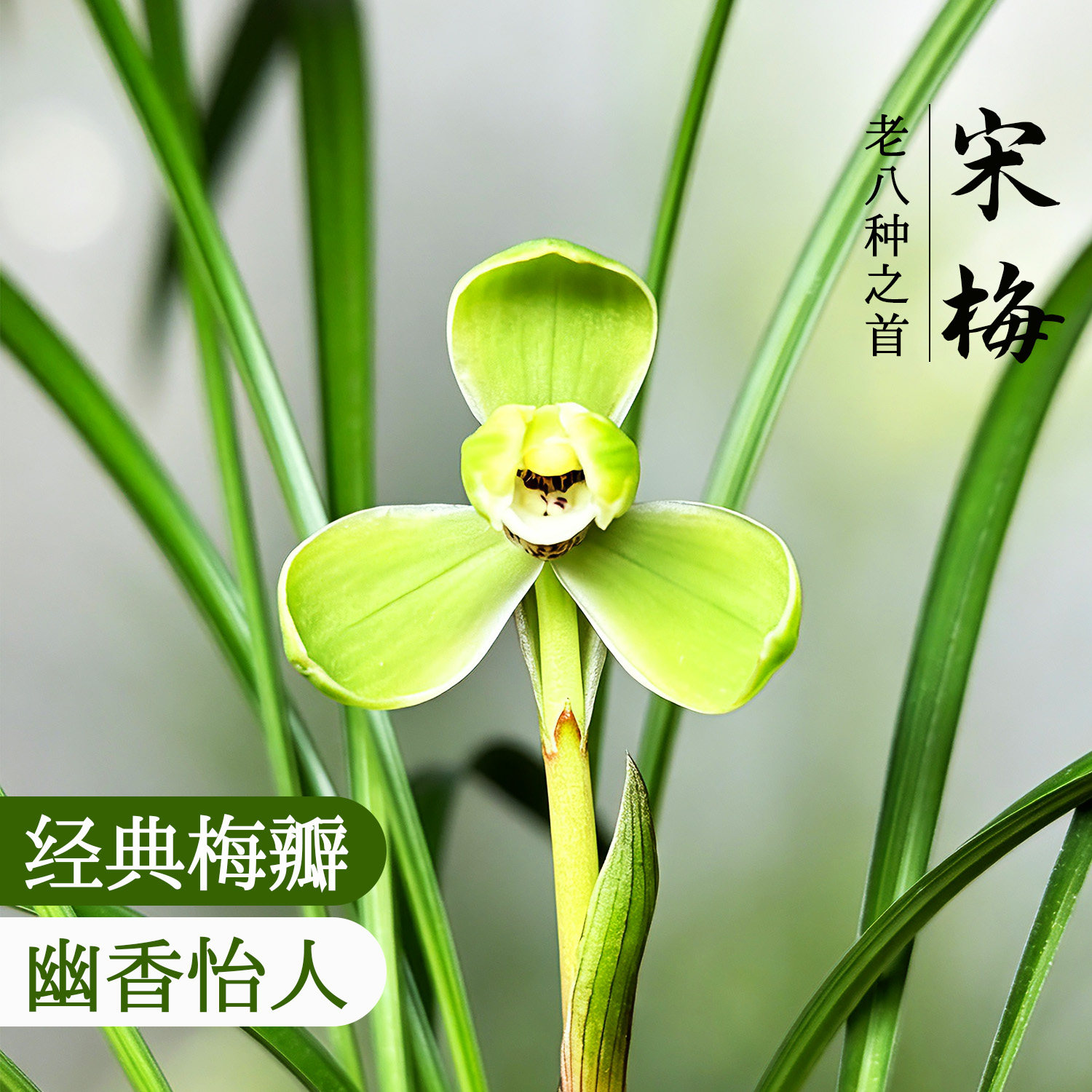 原生苗老种春兰宋梅好养易花图片