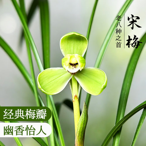 原生苗老种春兰宋梅好养易花