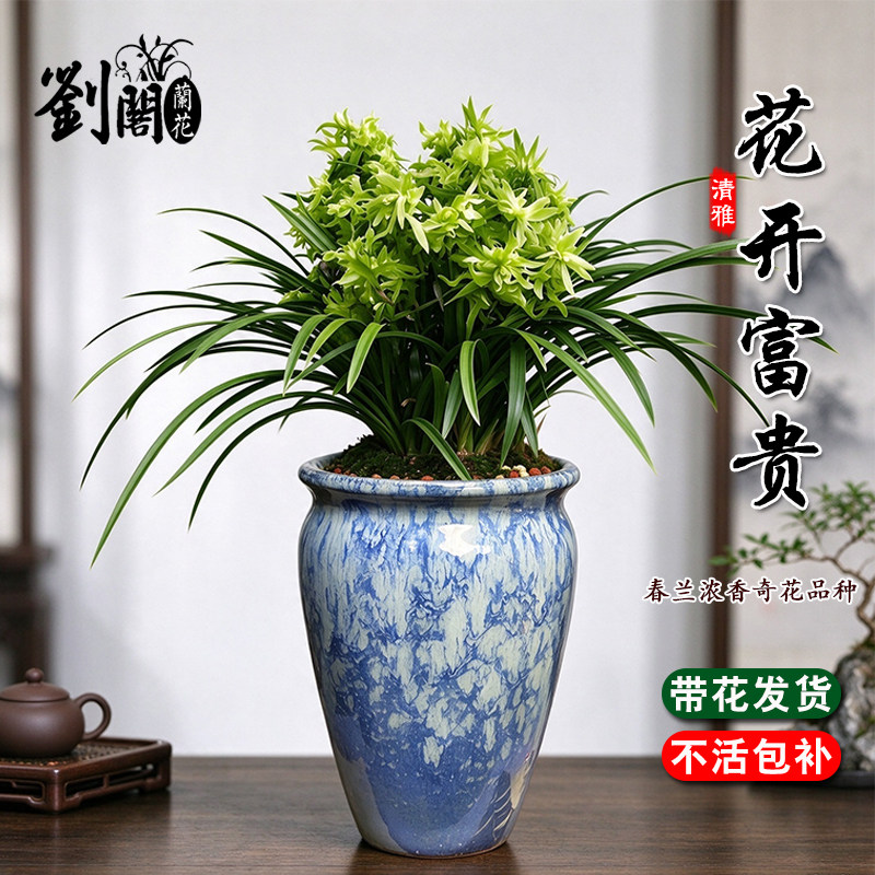 刘阁兰花苗 年宵花现带花苞出售 花开富贵春兰奇花好养花卉盆栽