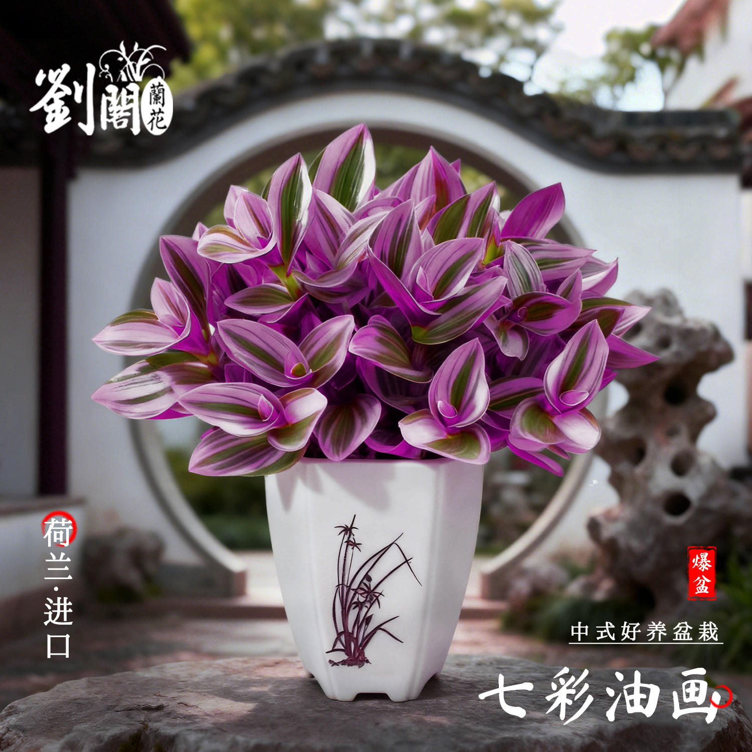 荷兰七彩油画婚礼吊兰花盆栽超好养观叶植物紫叶绿植室内花卉耐寒,鲜花速递/花卉仿真/绿植园艺,绿植,淘宝优惠券,粉丝福利购,淘宝优惠卷