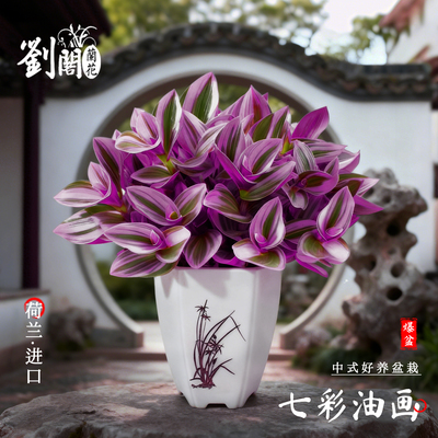 七彩油画兰花超好养观叶植物