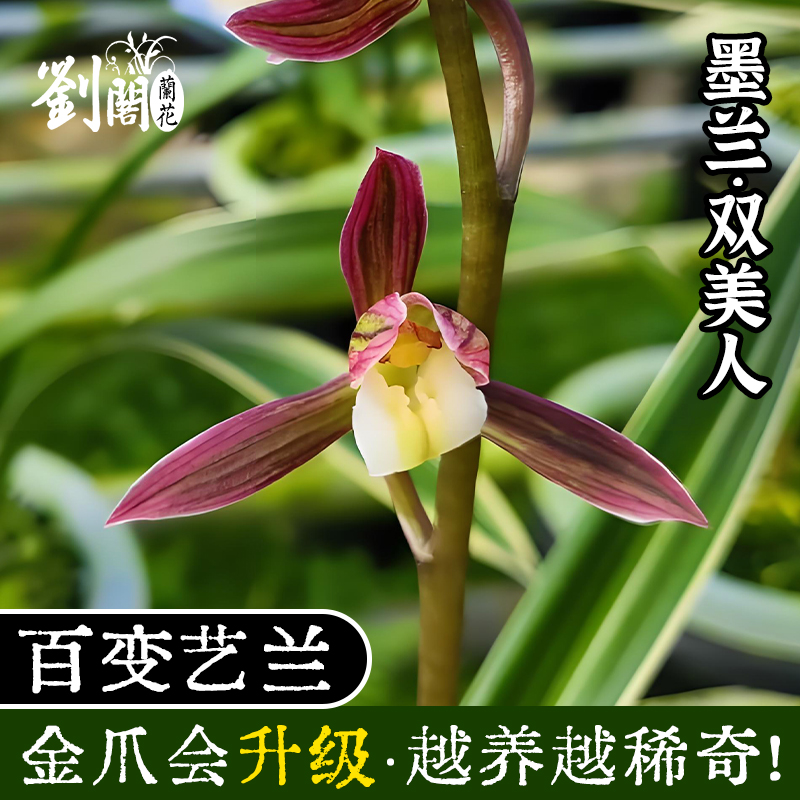 墨兰双美人兰花苗进化盆栽花卉