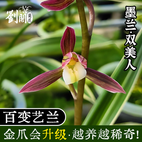 墨兰双美人兰花苗进化盆栽花卉