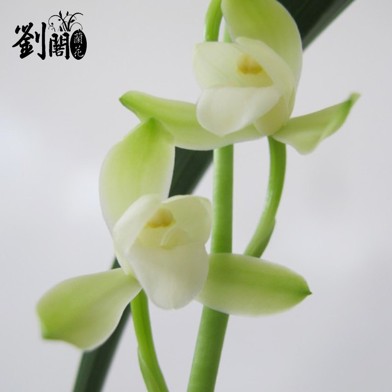 苗 建兰素花名品大唐宫粉 夏带花苞出售高档兰花花卉盆栽