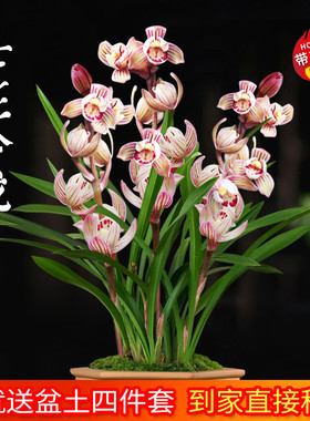 兰花苗建兰荷瓣七彩玲珑夏带花苞出售室内有香味的花卉绿植盆栽