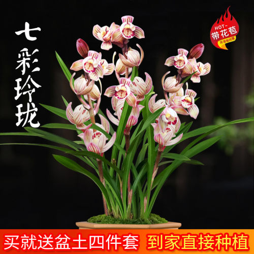 七彩玲珑建兰当年开花壮苗