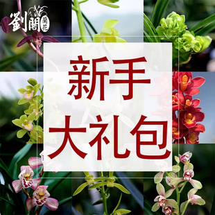 【超值超实惠新手兰花福利】兰友练手好养兰花苗花卉绿植开花浓香