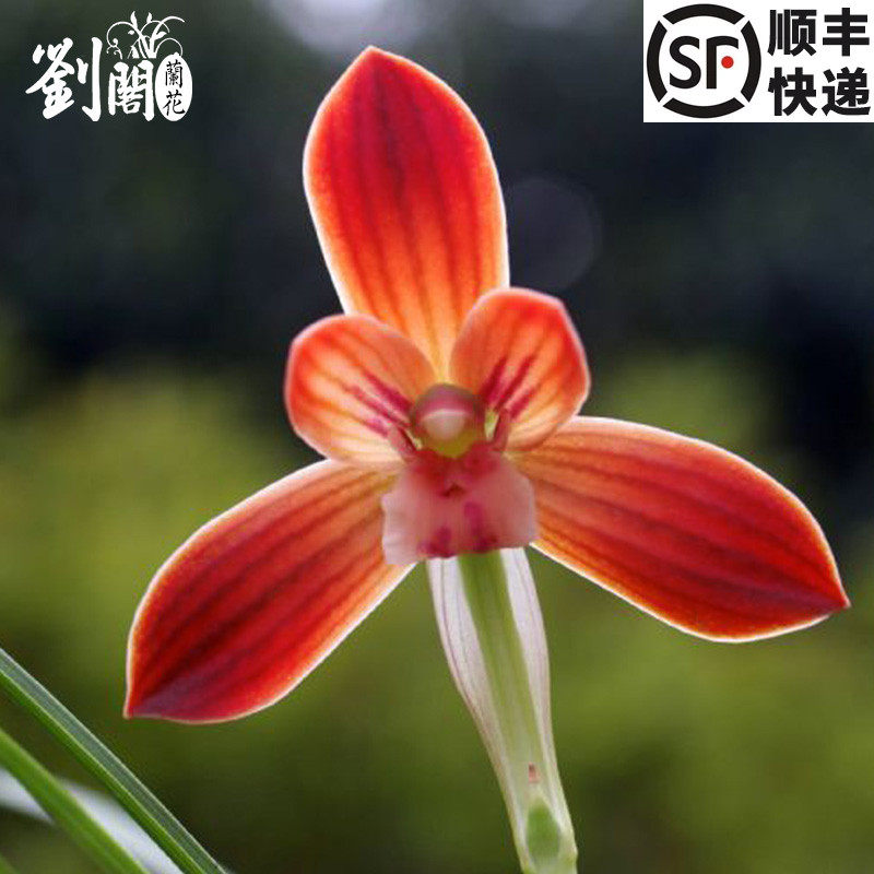 刘阁兰花豆瓣兰荷瓣精品 红河红 现带浓香花苞出售兰花苗花卉盆栽,鲜花速递/花卉仿真/绿植园艺,时令草本花卉,淘宝优惠券,粉丝福利购,淘宝优惠卷