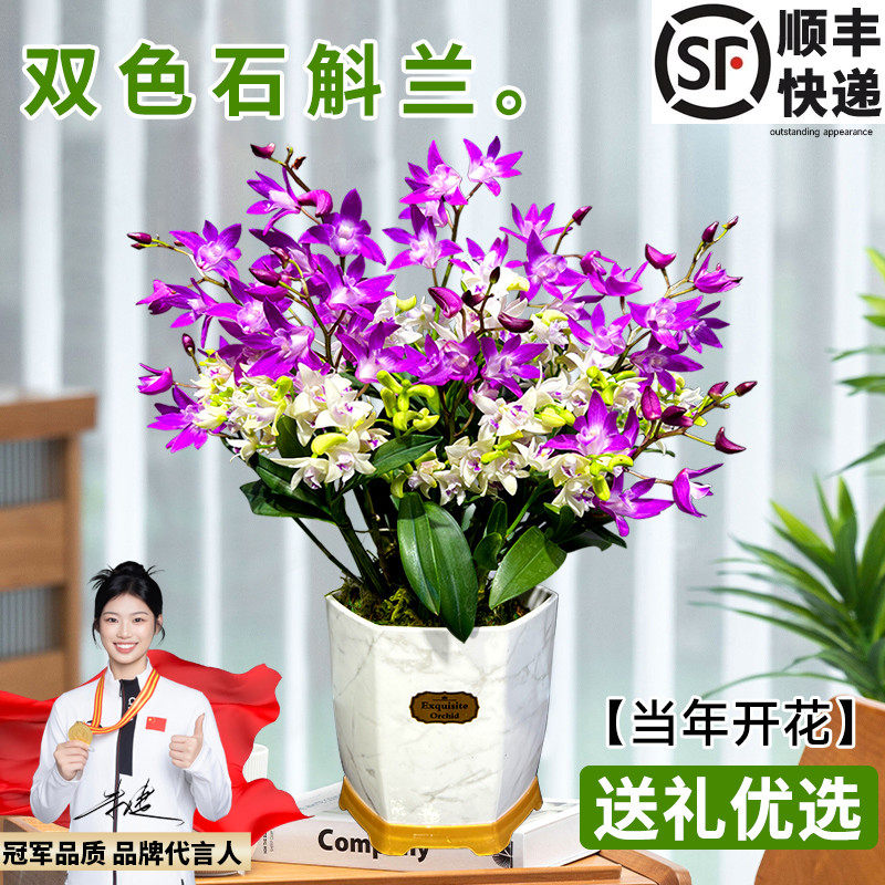 香水紫云石斛兰盆栽冬带花浓香室内外浓香兰花花卉绿植物净化空气