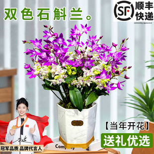 香水紫云石斛兰盆栽冬带花浓香室内外浓香兰花花卉绿植物净化空气