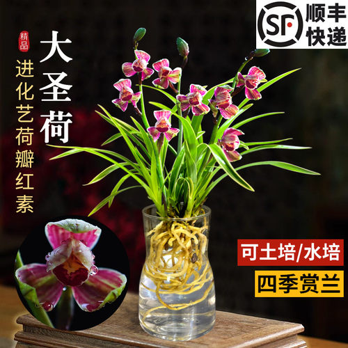 建兰大圣荷可水培/土培送盆