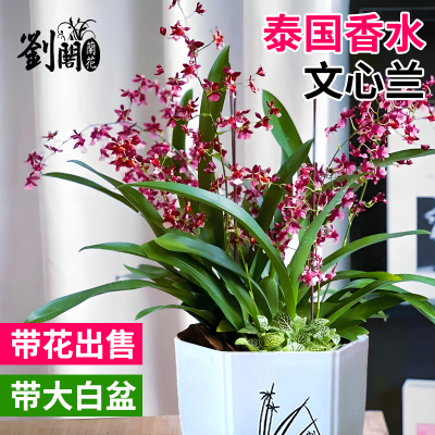 文心兰现带花苞好养易活花卉盆栽