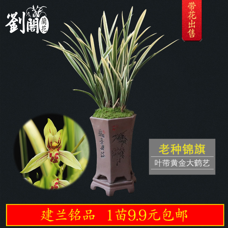 南靖刘阁兰花苗 老种锦旗 建兰四季兰花卉盆栽草夏带浓香花苞出售
