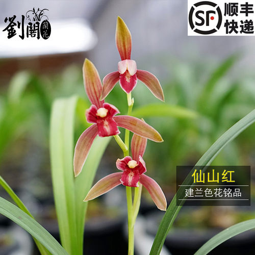 建兰四季兰铭品色花仙山红