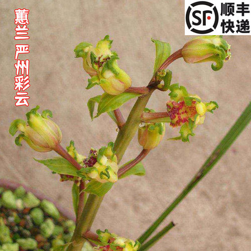 蕙兰名品基地大货，品质保证