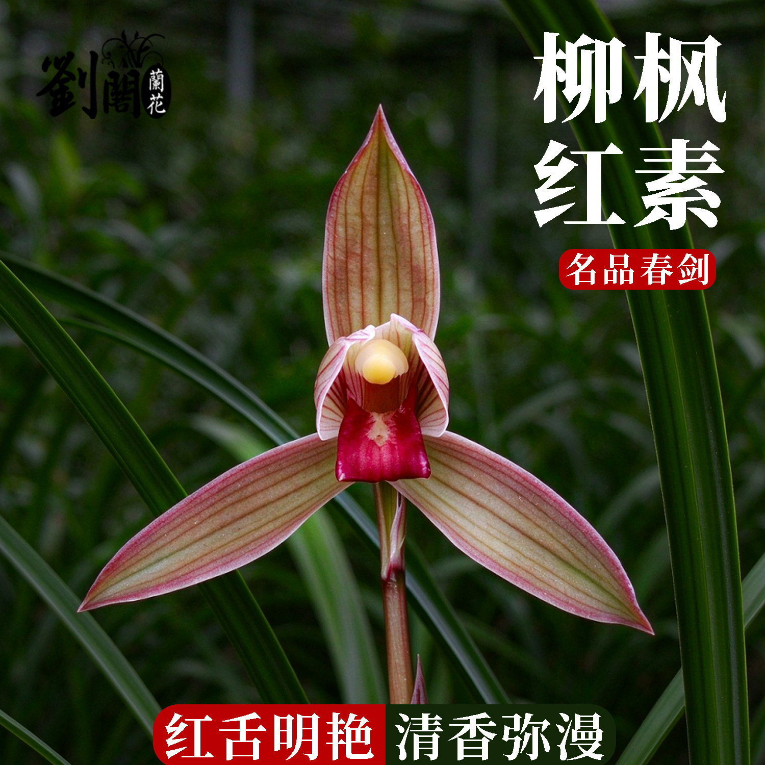 春剑柳枫红素兰花现带花苞盆栽浓香好养观赏国兰铭品室内花卉绿植