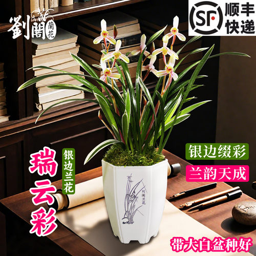 精品建兰银边兰花瑞云彩兰花苗