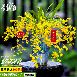 浓香水梦香兰跳舞文心兰盆栽带花苞客厅办公室内桌面年宵花卉绿植