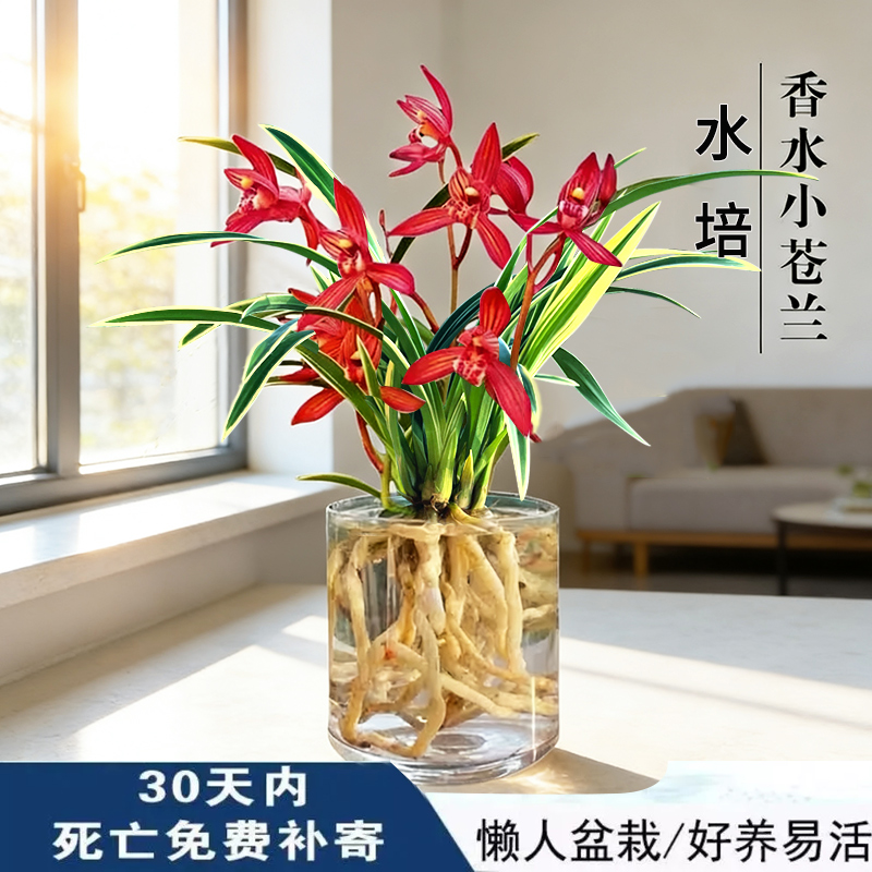 香水小苍兰水培花室内植物