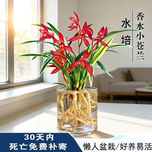 香水小苍兰水培花室内植物