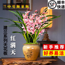 香水文心夏带花苞出售建兰四季红满天兰花苗香水石斛好养花卉盆栽