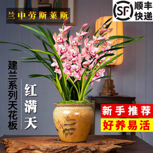 香水文心现带花苞出售建兰四季 红满天兰花苗香水石斛好养花卉盆栽