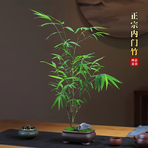正宗内门竹盆栽室内桌面绿植