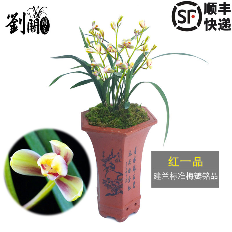绿植建兰盆栽好养花卉