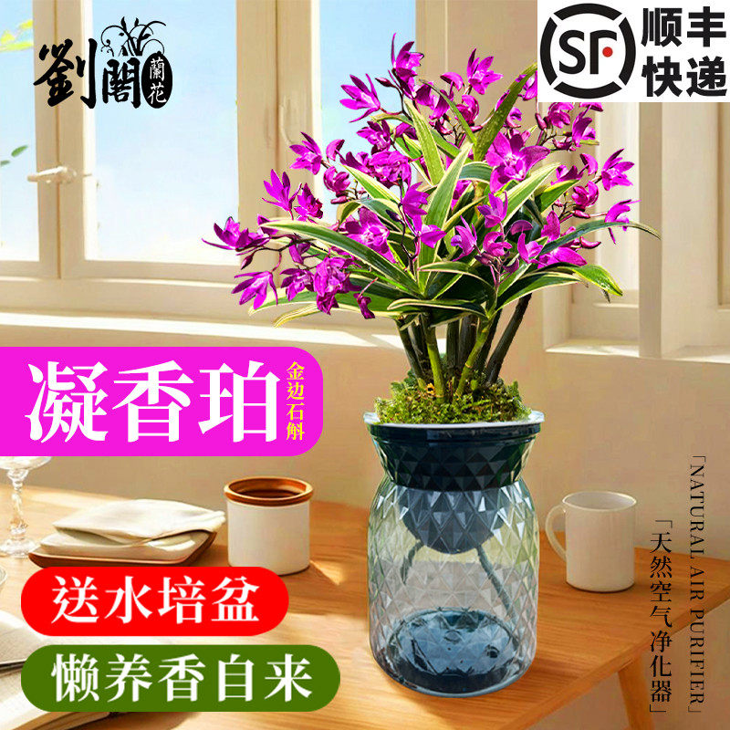 凝香珀金边香水石斛兰花苗盆栽送盆水培绿植室内外浓香好养花卉