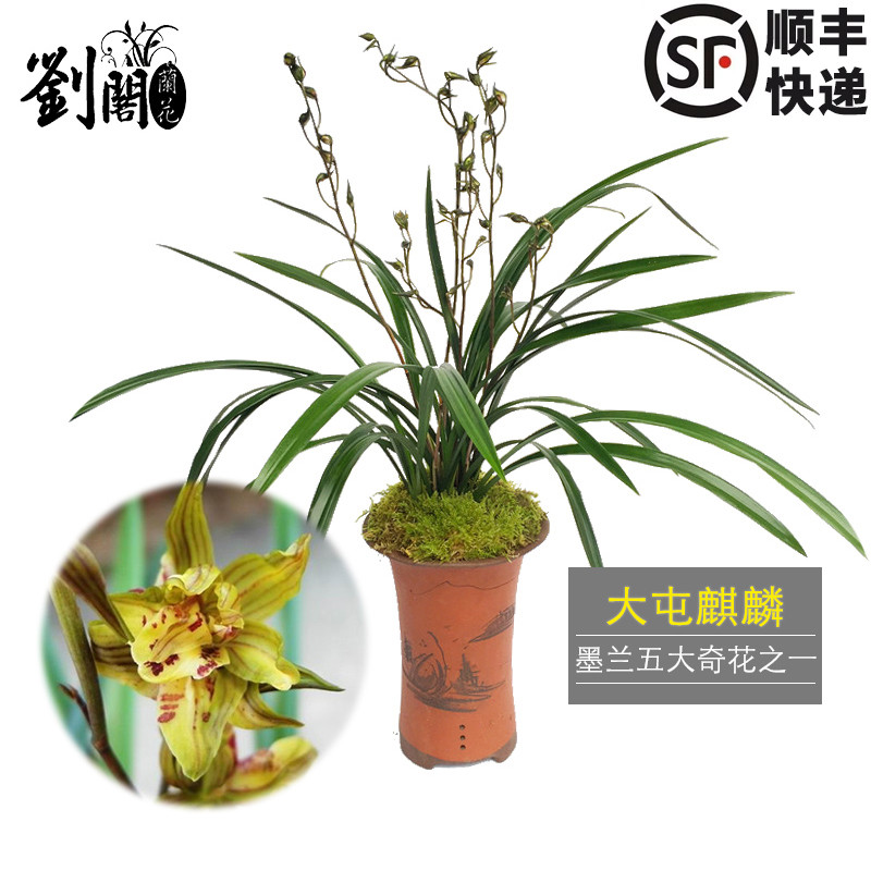 刘阁兰花精品大屯麒麟冬带浓香