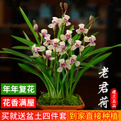兰花苗盆栽四季 兰老君荷新手好养夏带花苞出售荷瓣浓香花卉绿植