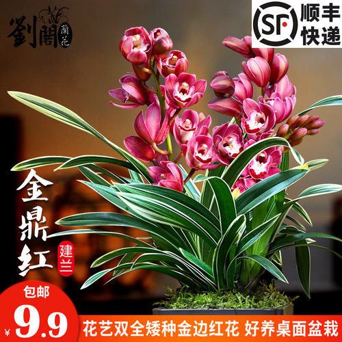 建兰金鼎红大花型叶带金边艺
