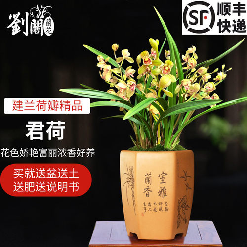 建兰荷瓣君荷夏带花苞出售