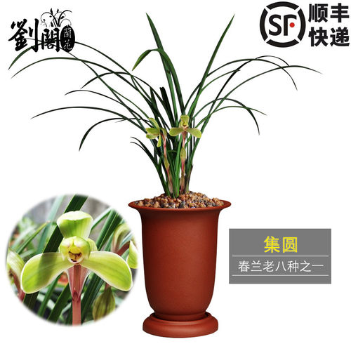 集圆老八种之一冬带花苞盆栽