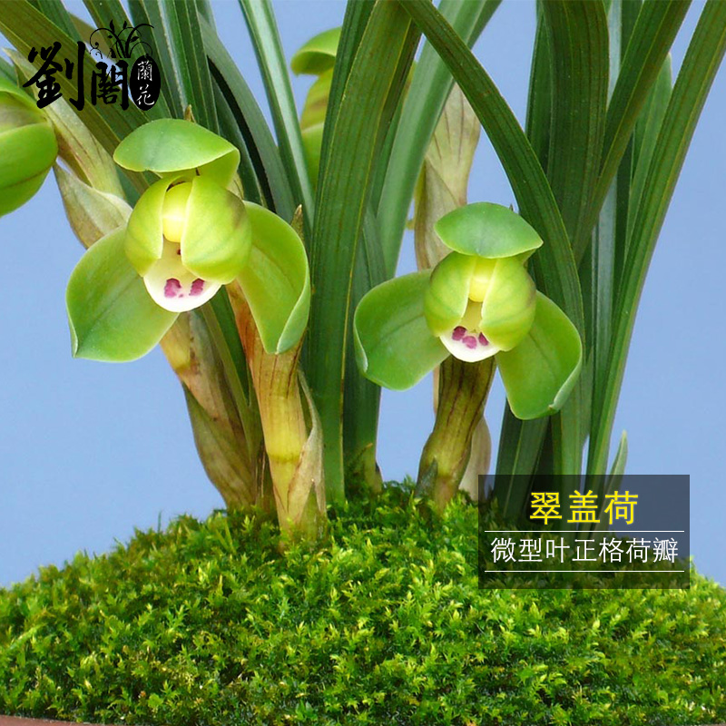 刘阁兰花苗 春兰高档荷瓣花翠盖荷 冬带花苞出售阳台好养花卉盆栽