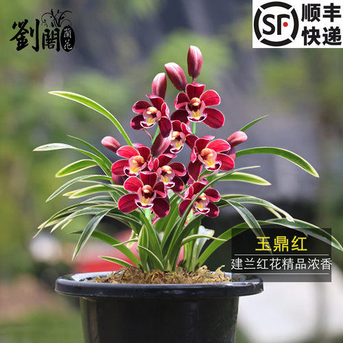 建兰玉鼎红四季兰好养花卉