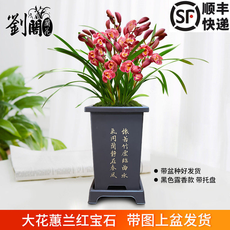 年宵花墨兰红宝石 兰花带多支花苞 花期长现带花带陶瓷盆年年复花,鲜花速递/花卉仿真/绿植园艺,时令草本花卉,淘宝优惠券,粉丝福利购,淘宝优惠卷