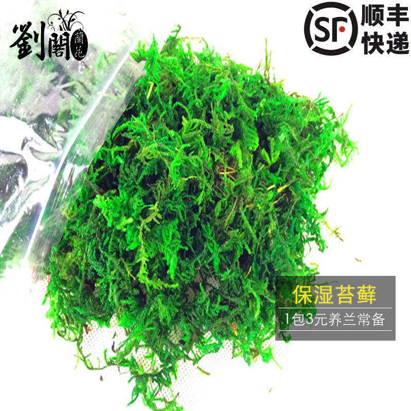美观苔藓苔藓美观绿化盆栽兰花