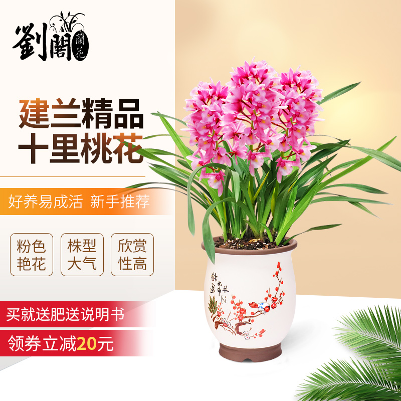 刘阁兰花苗 建兰粉花十里桃花 夏带花苞出售室内花卉绿植立减20元